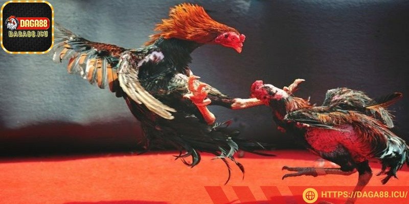 Những biến động tỷ lệ cược thường phản ánh thông tin mới