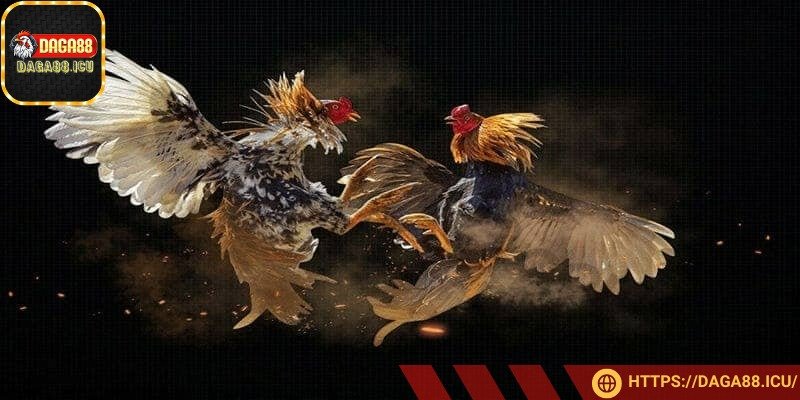 Bạn nên biết cách bắt kèo đá gà dựa vào phân tích lối đá