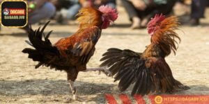 Mỗi trận đấu đá kê có thể có các quy định khác nhau