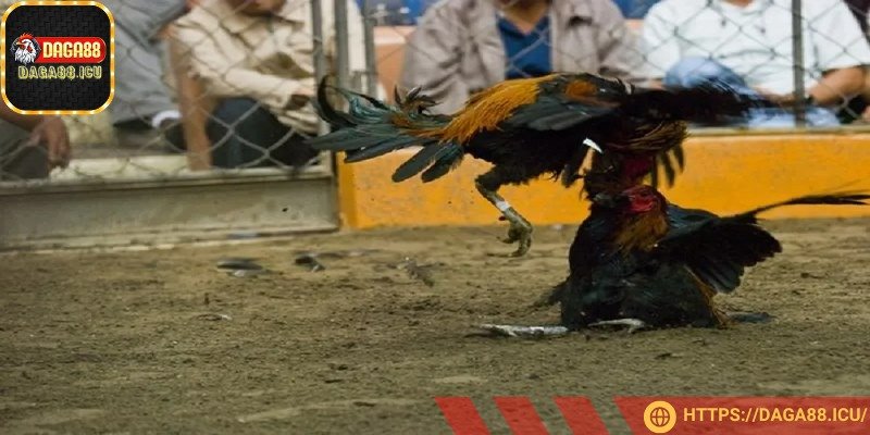 Thực hành chiến thuật từ DAGA88 sẽ giúp bạn tích lũy kinh nghiệm