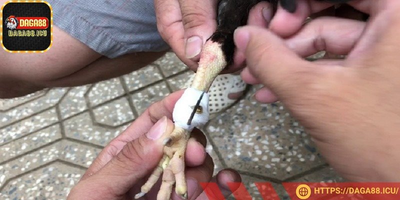 Cách mài cựa gà là một trong những bí quyết tối thượng