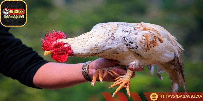 Bạn nên kiểm tra độ sắc bằng cách cắt thử tờ giấy