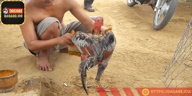 Cách pha nghệ cho gà đá chuẩn