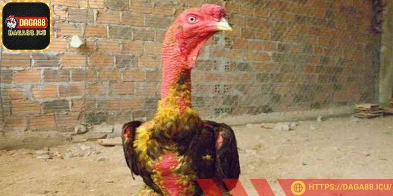 Om nghệ giúp da gà dày hơn
