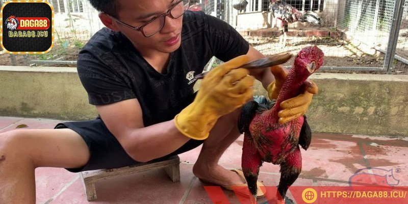 Om nghệ cho gà sau khi ăn 2 tiếng
