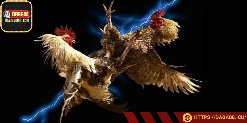 Mỗi trận đấu đều được lập trình riêng với thuật toán công bằng