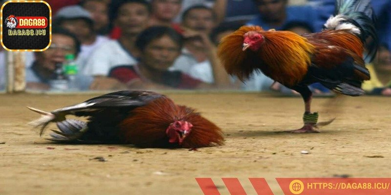 Cựa dao là hình thức đá gà Campuchia nguy hiểm nhất