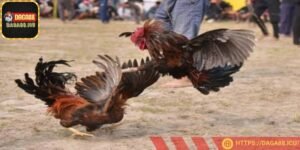 Kê chiến không gắn thêm vũ khí làm giảm tính sát thương