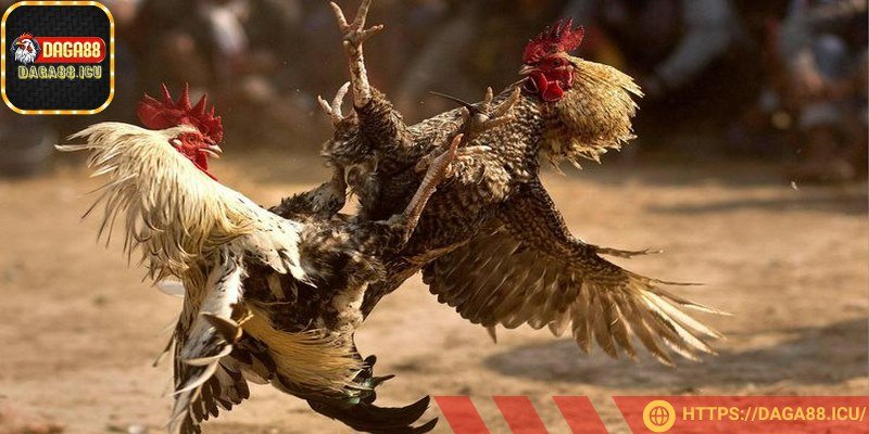 Hình thức mang tính giải trí và cược cao