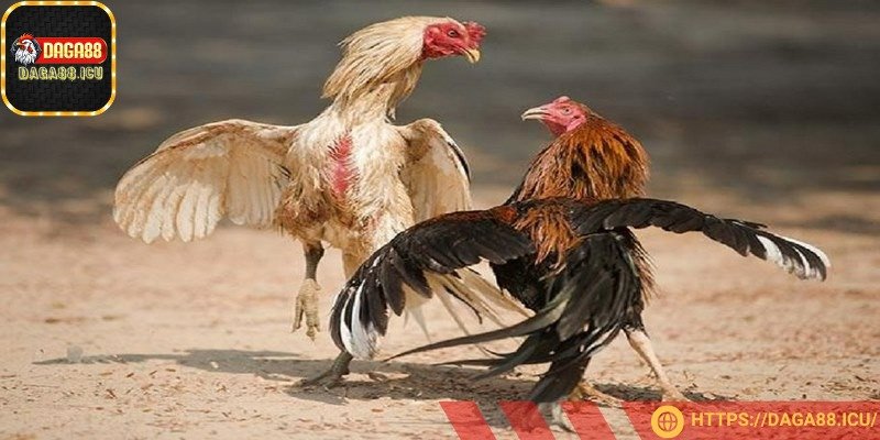 Kỹ thuật gắn dao là cả một nghệ thuật