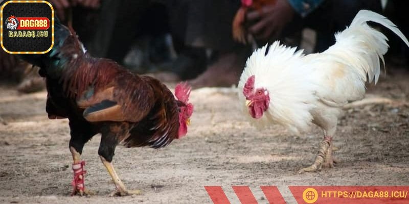 Lựa chọn chiến kê phù hợp để tận hưởng trận đấu trọn vẹn