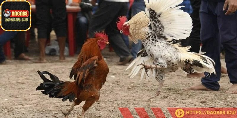 Mắt gà cần sáng, tinh anh, luôn quan sát nhanh