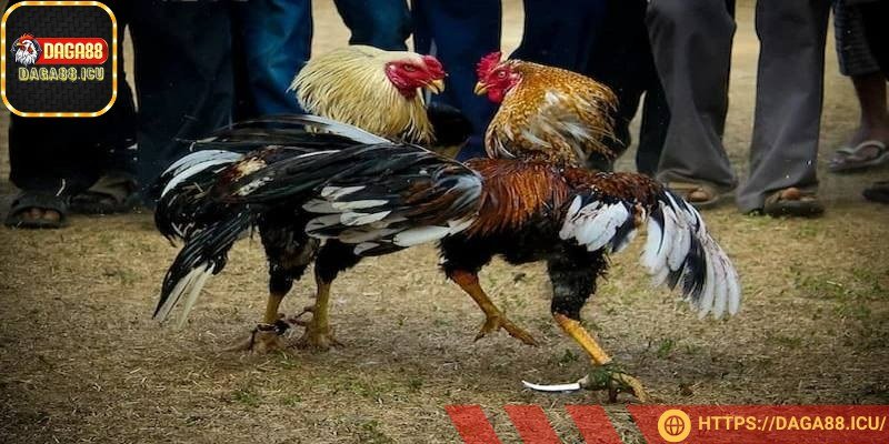 Đá gà cựa dao là bộ môn hấp dẫn nhờ sát thương cao