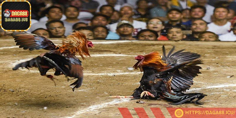 Đá gà online DAGA88 mang lại cảm giác chân thực