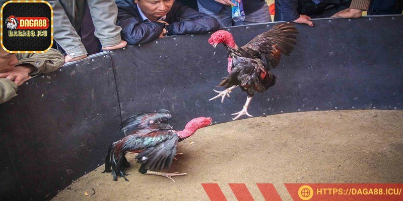 Cảm xúc có thể khiến anh em đưa ra những quyết định sai lầm