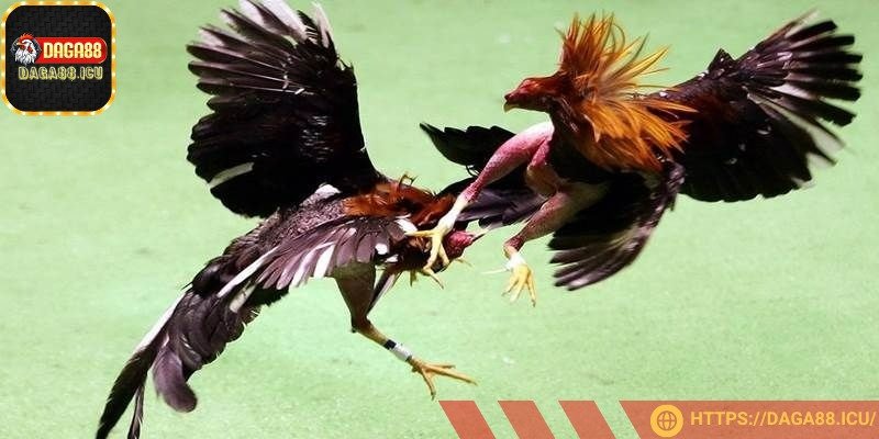 Bet thủ không nên đặt toàn bộ số tiền vào một trận đấu