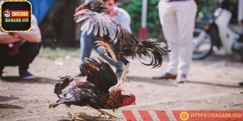 Các giống kê mạnh mẽ, dũng mãnh khi thi đấu