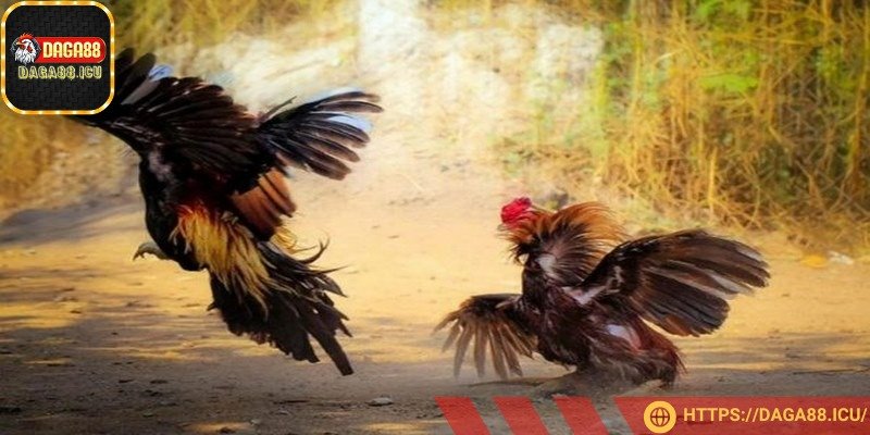 Mỗi trận thường kéo dài từ 5 đến 20 phút