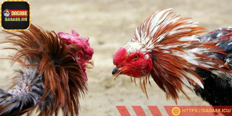 Kê sư có thể bình luận, đưa ra chiến lược khi trận đấu diễn ra