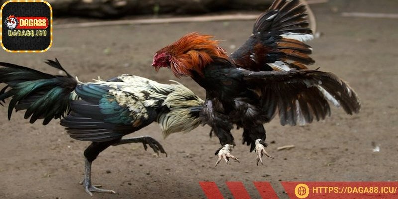 Trước khi đặt cược, hãy quan sát kỹ dáng của chiến kê