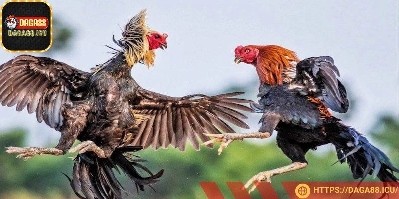 Các trận đấu được ghi lại chi tiết