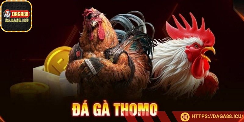 Đá gà Thomo đang trở thành lựa chọn hàng đầu của cộng đồng kê sư