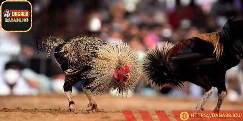 Các trận đấu được tổ chức hợp pháp ở Thomo