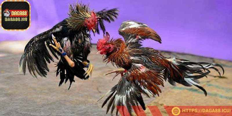 Mãn nhãn với góc quay đa chiều