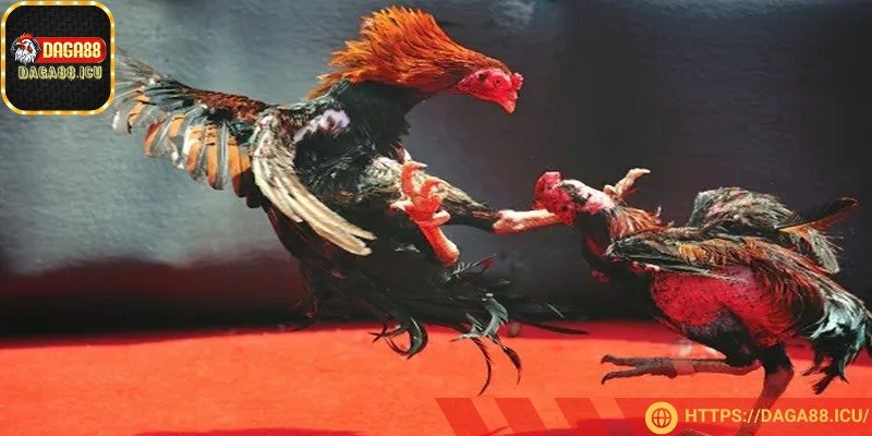 Đá gà trực tiếp mang đến trải nghiệm sôi động, hồi hộp
