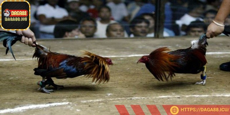 Các trận đấu được phát trực tiếp sắc nét, sống động