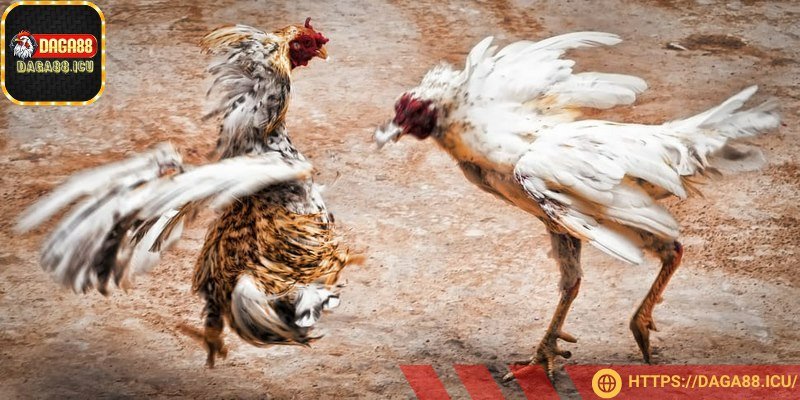 Hạ gục đối thủ chỉ sau một vài cú ra đòn