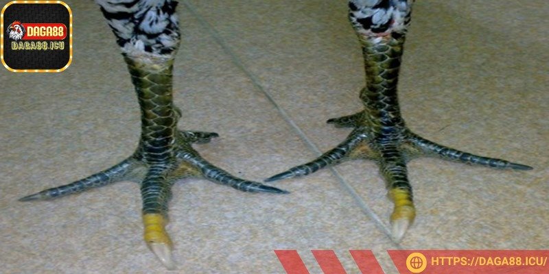Chân màu xanh là đặc điểm nổi bật nhất