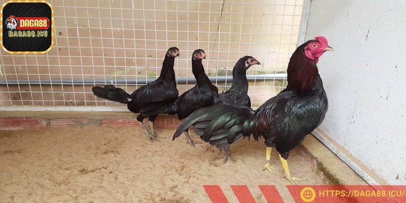 Dòng gà từ chiến kê châu Á và phương Tây