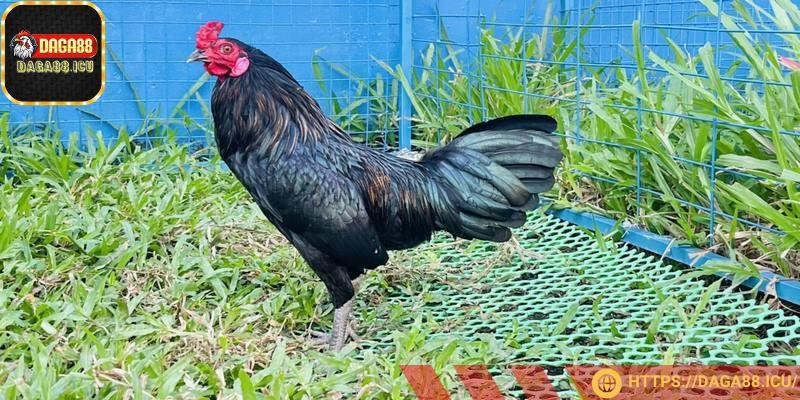 Đòn đánh không chỉ nhanh mà còn khéo