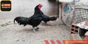 Ăn uống đúng khẩu phần, đủ dưỡng chất
