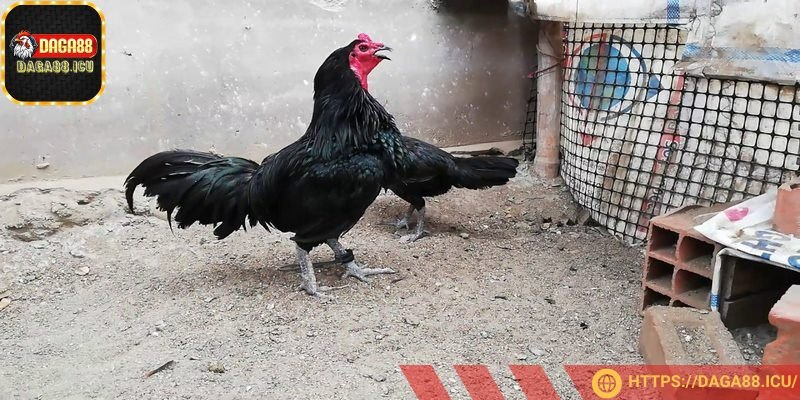 Ăn uống đúng khẩu phần, đủ dưỡng chất