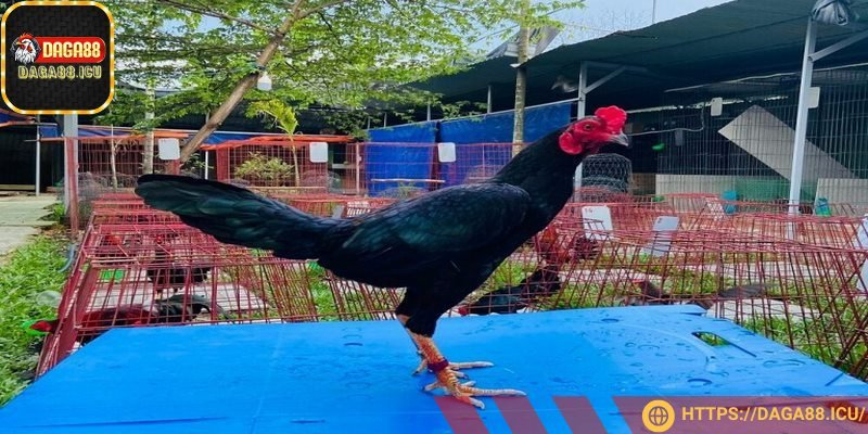 Khả năng phòng thủ chắc chắn