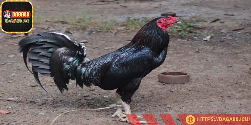Gà Jap chuẩn nổi bật với thân hình thon dài