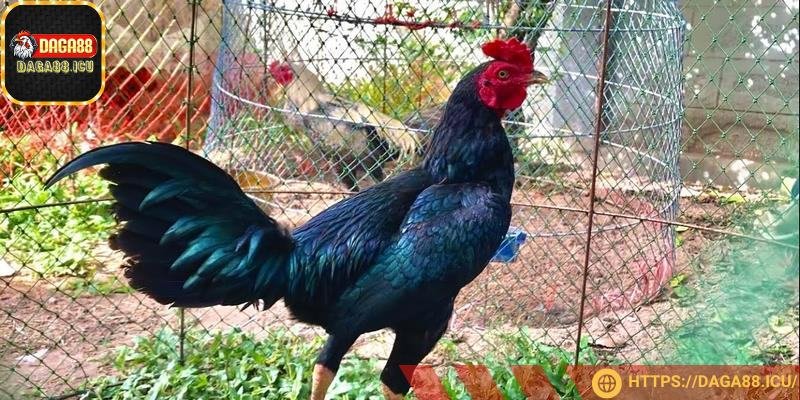 Chiến binh với tinh thần thi đấu bất khuất