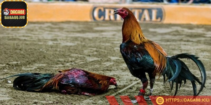 Gà Peru đã trở thành cái tên quen thuộc trong giới chơi chọi kê