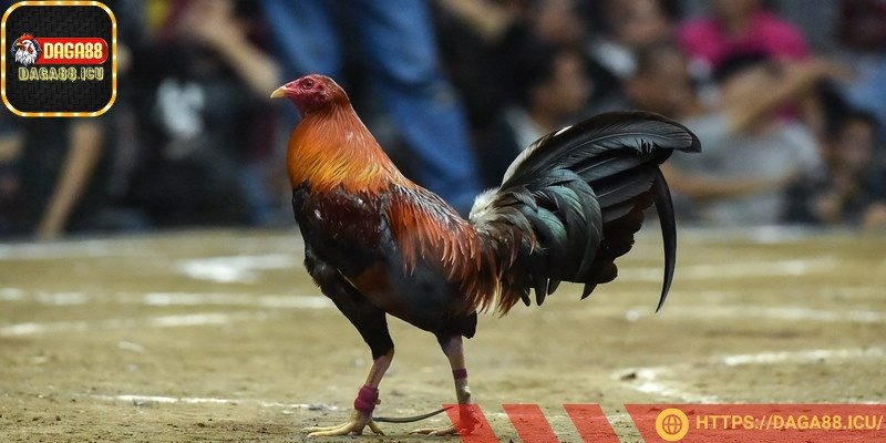 Cơ bắp của kê phát triển rõ ràng