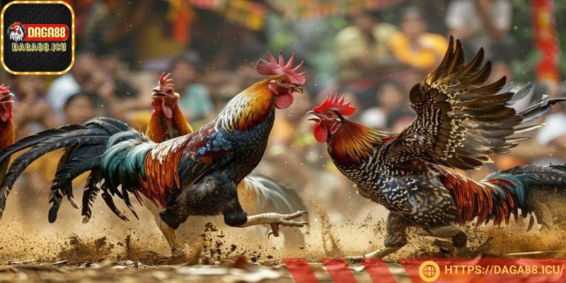 Chúng không bỏ chạy giữa chừng mà thường đá đến cùng