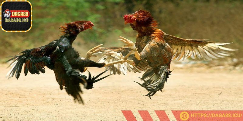 Dinh dưỡng là yếu tố tiên quyết giúp chiến kê phát triển thể lực