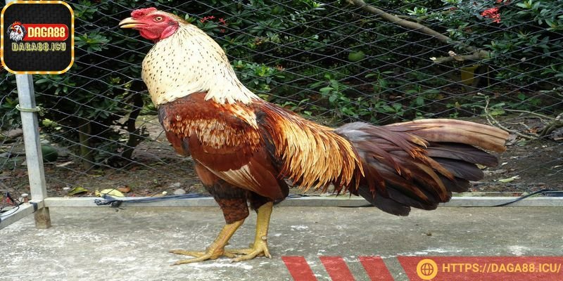 Sư kê cần đảm bảo chiến kê có chế độ ăn uống, nghỉ ngơi