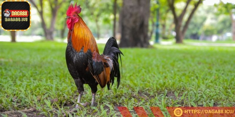 Chiến kê mệnh Thổ có lông nâu hoặc vàng đất, như gà khét, ó vàng