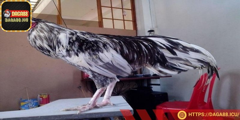 Gà mệnh Mộc sở hữu lông màu xám hoặc xanh đen