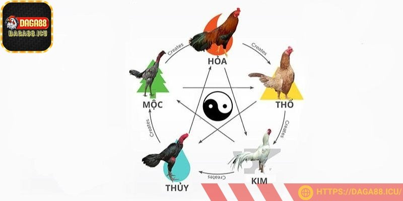 Màu mạng gà đá là một khái niệm quen thuộc trong giới chọi gà