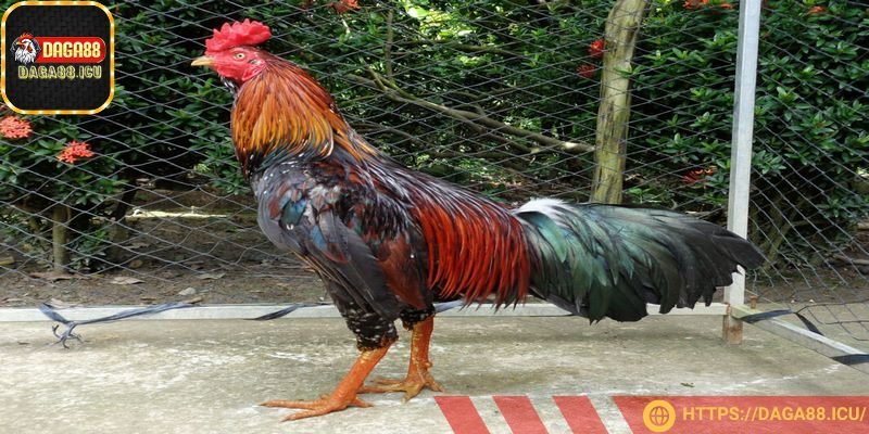 Mùa cũng ảnh hưởng đến màu mạng kê