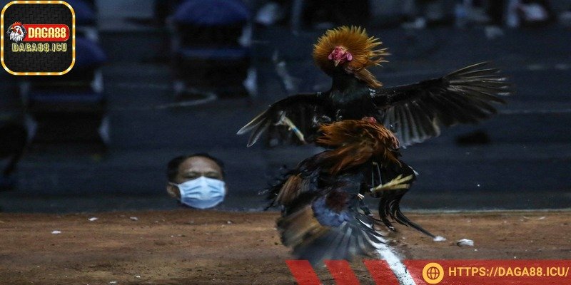 Ngày Hỏa (Bính Dần, Đinh Mẹo): Tốt cho mệnh Hỏa, tránh mệnh Thổ