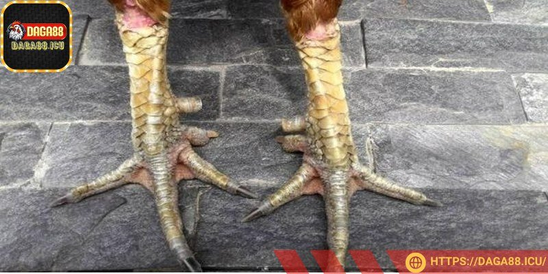 Vảy gà quý là dấu hiệu nhận diện chiến kê đẳng cấp,
